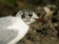 Mouette rieuse Chroicocephalus ridibundus