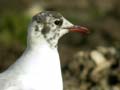 Mouette rieuse Chroicocephalus ridibundus