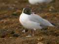 Mouette rieuse Chroicocephalus ridibundus