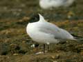 Mouette rieuse Chroicocephalus ridibundus