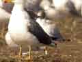 Mouette rieuse Chroicocephalus ridibundus