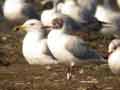 Mouette rieuse Chroicocephalus ridibundus