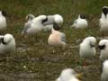 Mouette rieuse Chroicocephalus ridibundus