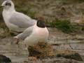 Mouette rieuse Chroicocephalus ridibundus