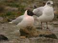 Mouette rieuse Chroicocephalus ridibundus