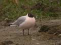 Mouette rieuse Chroicocephalus ridibundus