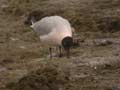 Mouette rieuse Chroicocephalus ridibundus