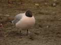 Mouette rieuse Chroicocephalus ridibundus