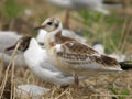 Mouette rieuse Chroicocephalus ridibundus