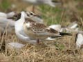 Mouette rieuse Chroicocephalus ridibundus