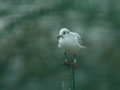 Mouette rieuse Chroicocephalus ridibundus