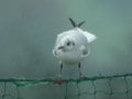 Mouette rieuse Chroicocephalus ridibundus