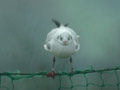 Mouette rieuse Chroicocephalus ridibundus