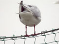 Mouette rieuse Chroicocephalus ridibundus