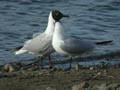 Mouette rieuse Chroicocephalus ridibundus