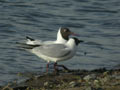 Mouette rieuse Chroicocephalus ridibundus