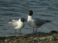 Mouette rieuse Chroicocephalus ridibundus