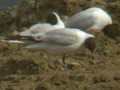 Mouette rieuse Chroicocephalus ridibundus