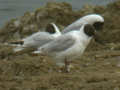 Mouette rieuse Chroicocephalus ridibundus