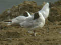 Mouette rieuse Chroicocephalus ridibundus