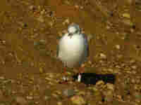 Mouette rieuse Chroicocephalus ridibundus