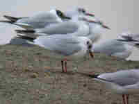 Mouette rieuse Chroicocephalus ridibundus