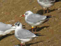 Mouette rieuse Chroicocephalus ridibundus