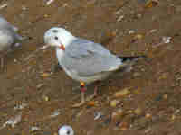 Mouette rieuse Chroicocephalus ridibundus