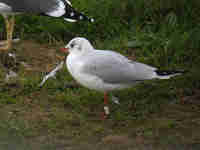 Mouette rieuse Chroicocephalus ridibundus JAE1