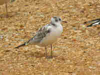 Mouette rieuse Chroicocephalus ridibundus EANU