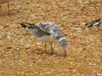 Mouette rieuse Chroicocephalus ridibundus EANU