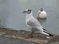 Mouette rieuse Chroicocephalus ridibundus T285