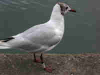 Mouette rieuse Chroicocephalus ridibundus T285