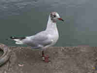 Mouette rieuse Chroicocephalus ridibundus T285