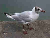 Mouette rieuse Chroicocephalus ridibundus T285