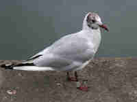 Mouette rieuse Chroicocephalus ridibundus T285