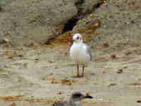 Mouette rieuse Chroicocephalus ridibundus T22E