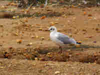 Mouette rieuse Chroicocephalus ridibundus T22E