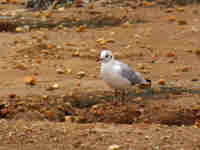 Mouette rieuse Chroicocephalus ridibundus T22E