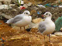 Mouette rieuse Chroicocephalus ridibundus T22E