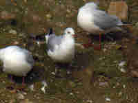 Mouette rieuse Chroicocephalus ridibundus P917