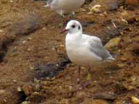 Mouette rieuse Chroicocephalus ridibundus EAEK