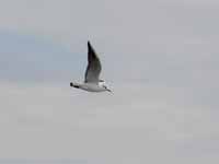 Mouette rieuse Chroicocephalus ridibundus