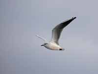 Mouette rieuse Chroicocephalus ridibundus