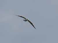 Mouette rieuse Chroicocephalus ridibundus