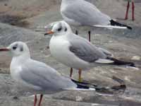 Mouette rieuse Chroicocephalus ridibundus EAEK