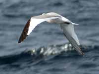 Mouette de Sabine Larus sabini