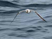 Mouette de Sabine Larus sabini