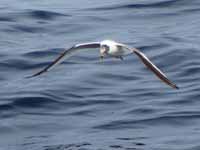 Mouette de Sabine Larus sabini