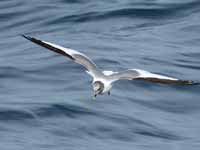 Mouette de Sabine Larus sabini